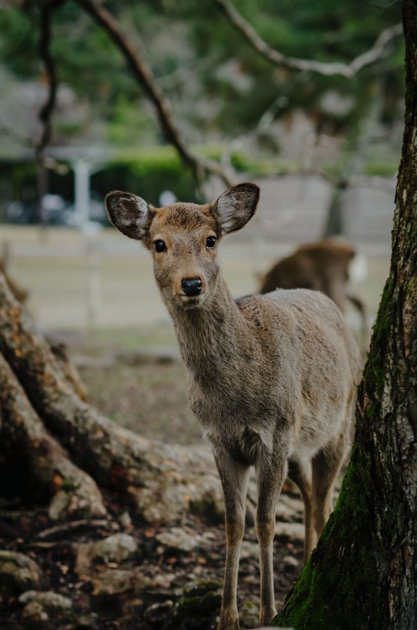 Превью Nara 2024